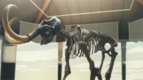 Siegsdorf Mammut-Museum